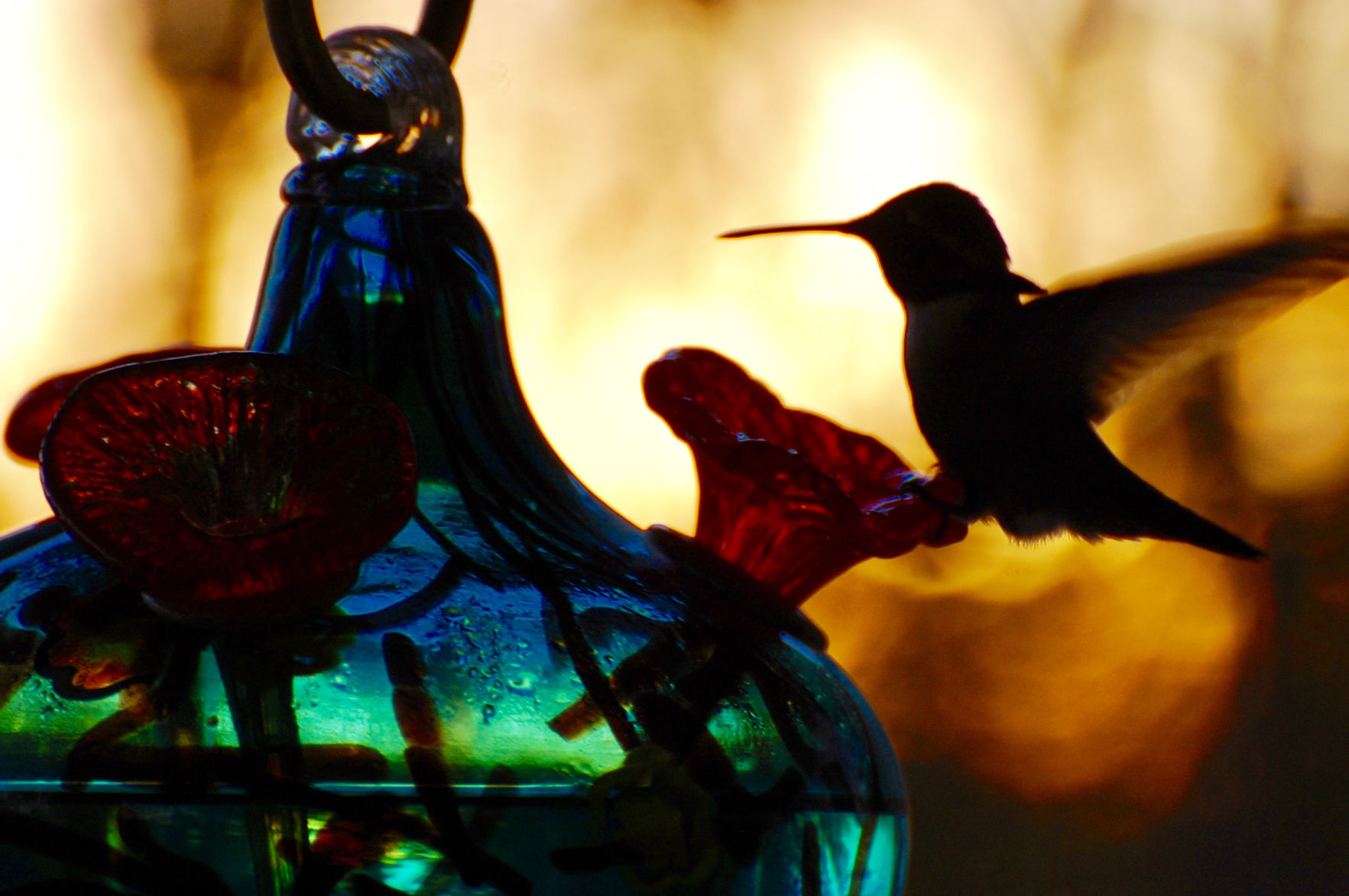 Hummingbird at Sunset